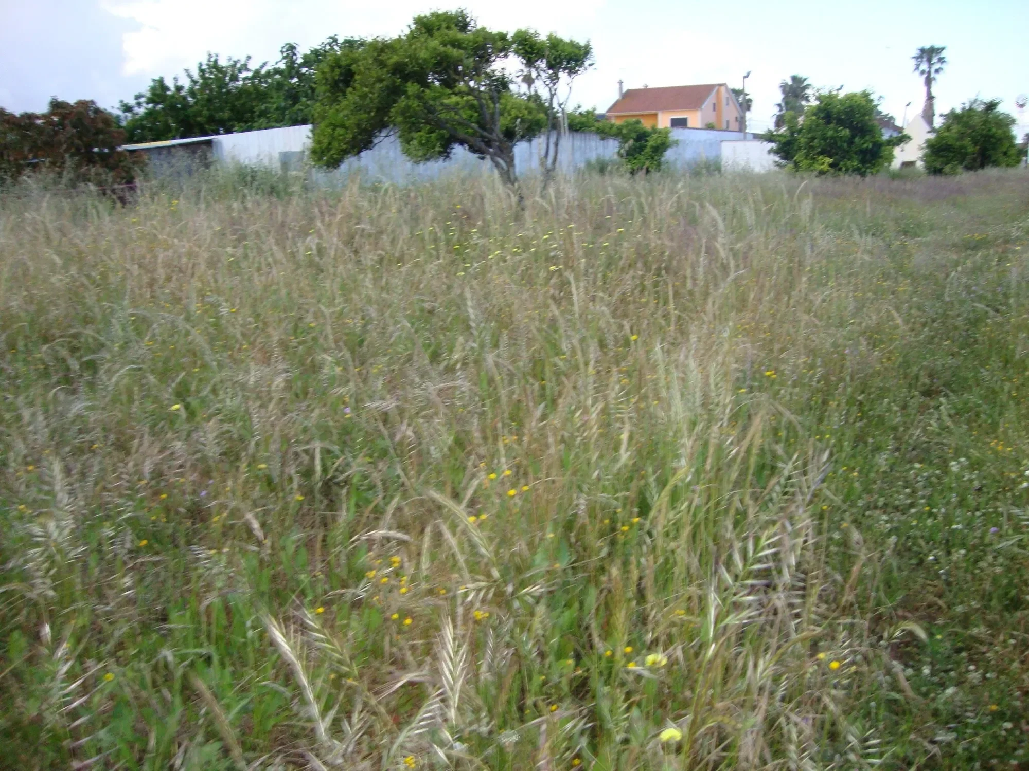 Setúbal, Alcochete, Setubal, Portugal. - Photo 24