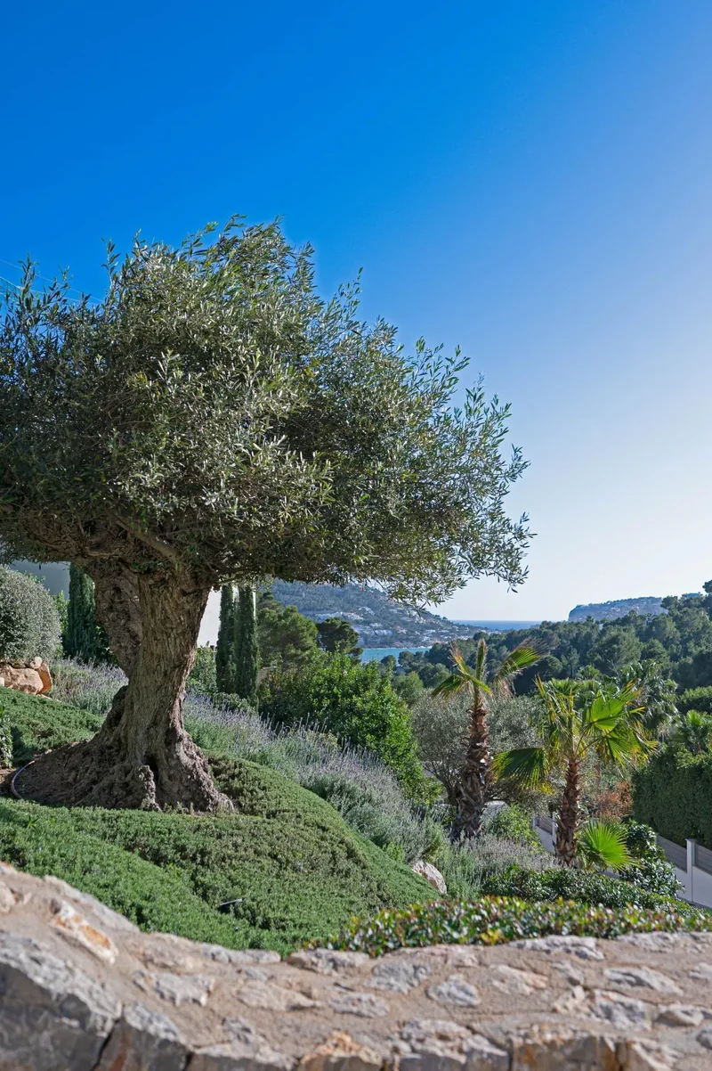 PORT dAndratx, Andratx, BALEARES, Andratx, Port d'Andratx, Andratx, Balearic Islands. - Photo 39