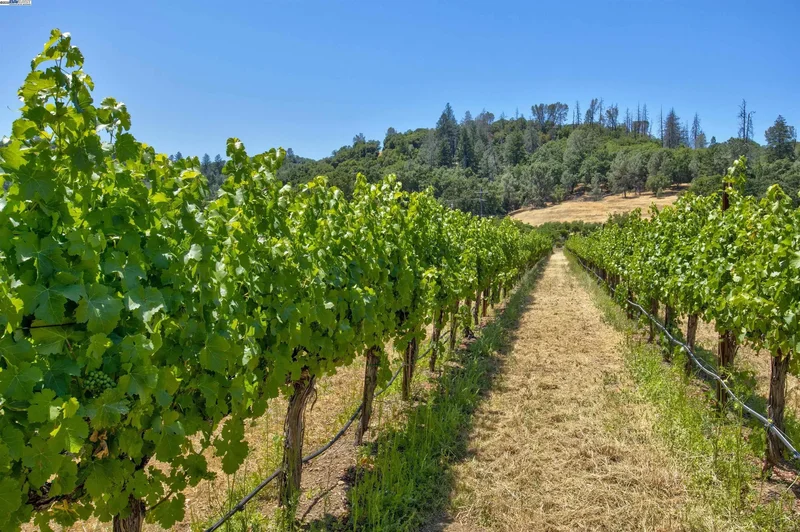 5281 Chiles Pope Valley Rd, St. Helena, California, United States. - Photo 40