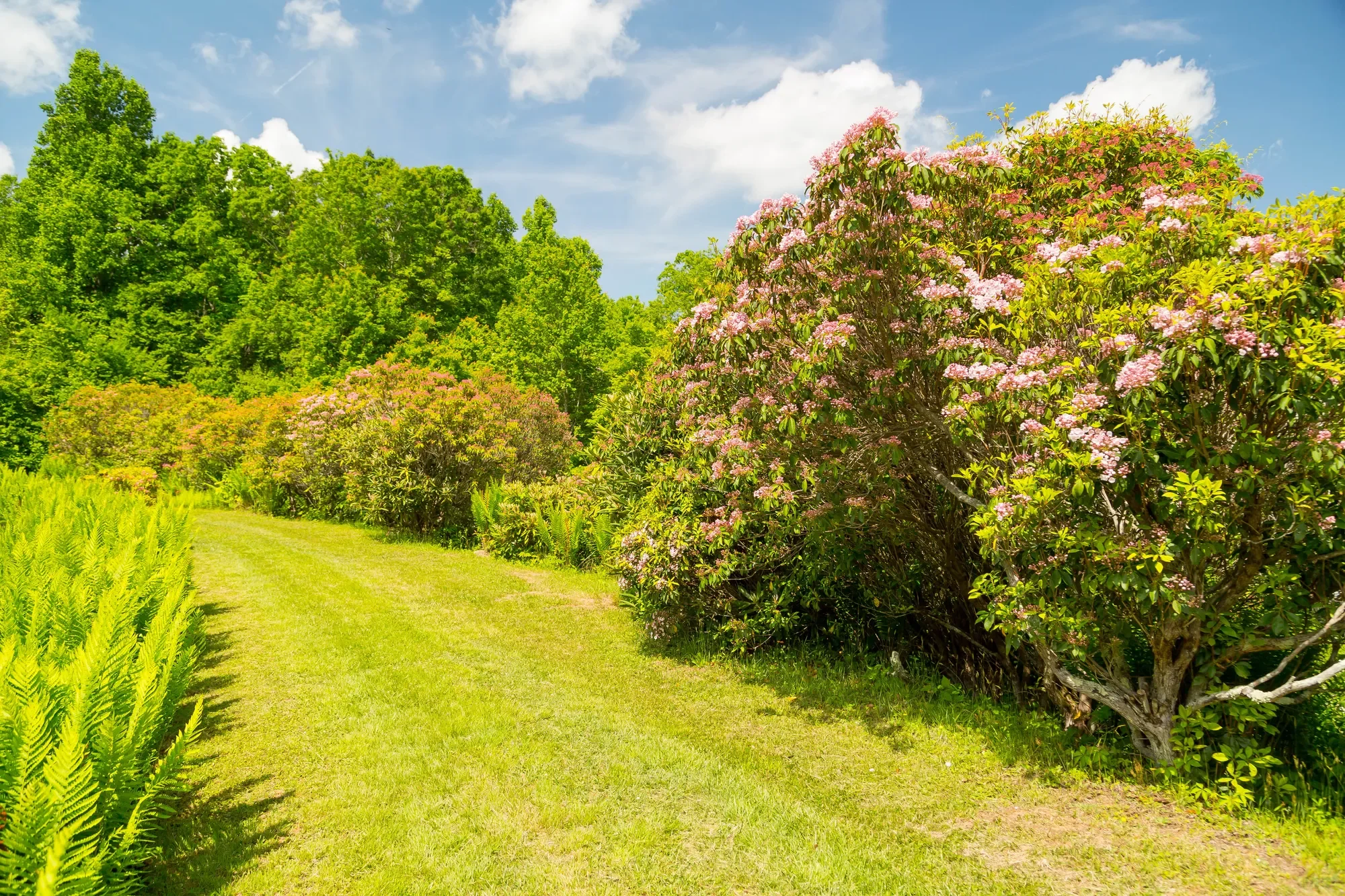 170 & 174 Sarvisberry Ln SW, Floyd, VA 24091, Floyd, Virginia, United States. - Photo 56
