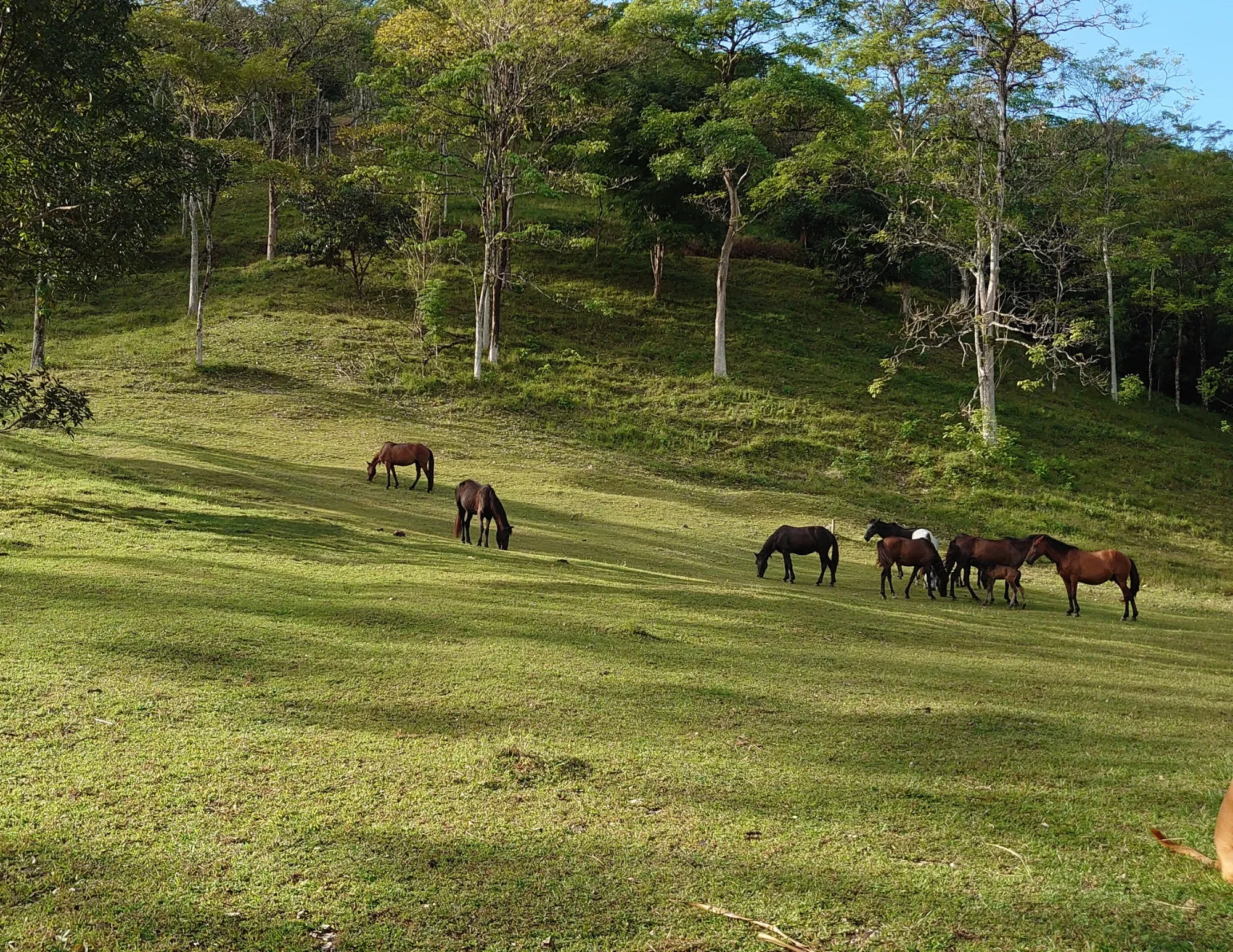 5WMC+69, Chepo, Panamá Province, Panama, Chepo, Panama, Panama. - Photo 14