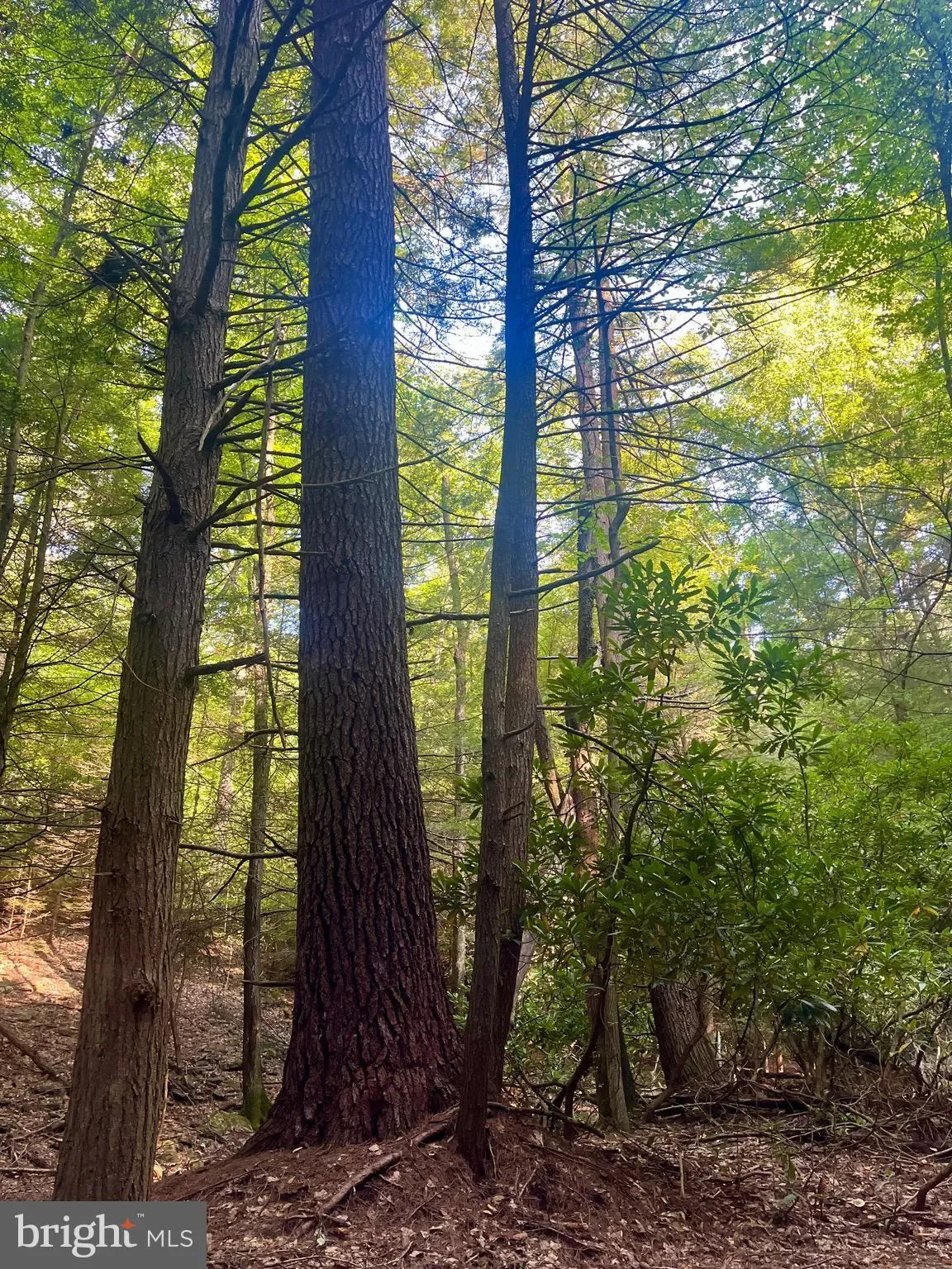 6 BEECH CREEK MOUNTAIN RD ROAD, BEECH CREEK, PA 16822, Monument, Pennsylvania, United States. - Photo 12