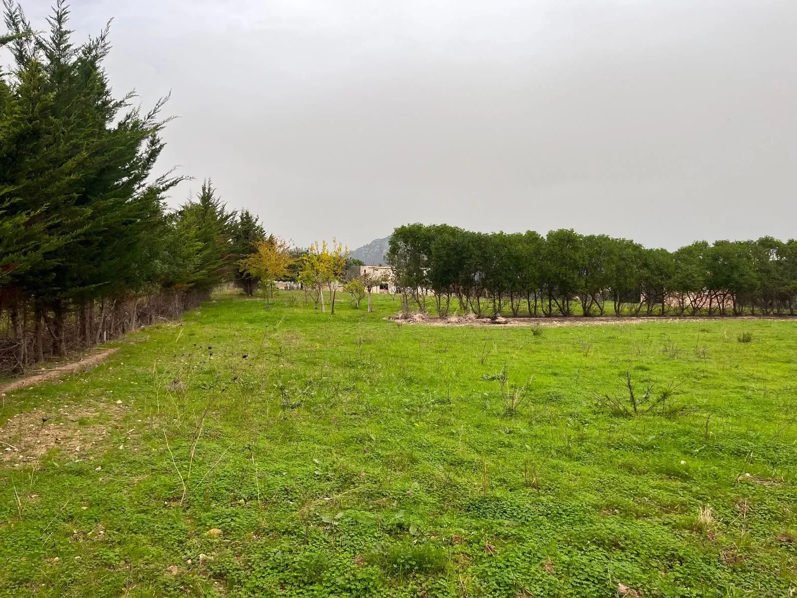 Moscari, Baleares, Moscari, Selva, Balearic Islands, Spain. - Photo 15