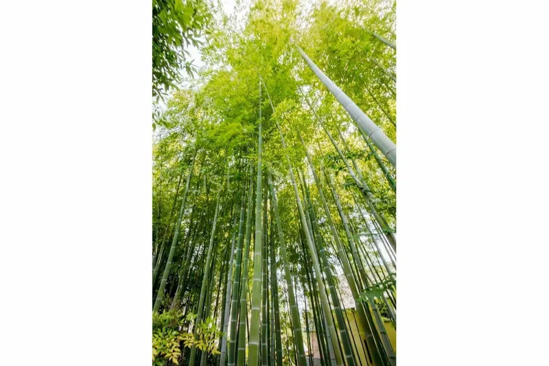 Takarazuka-shi, 28 665-0013, Takarazuka, Hyogo, Japan. - Photo 5