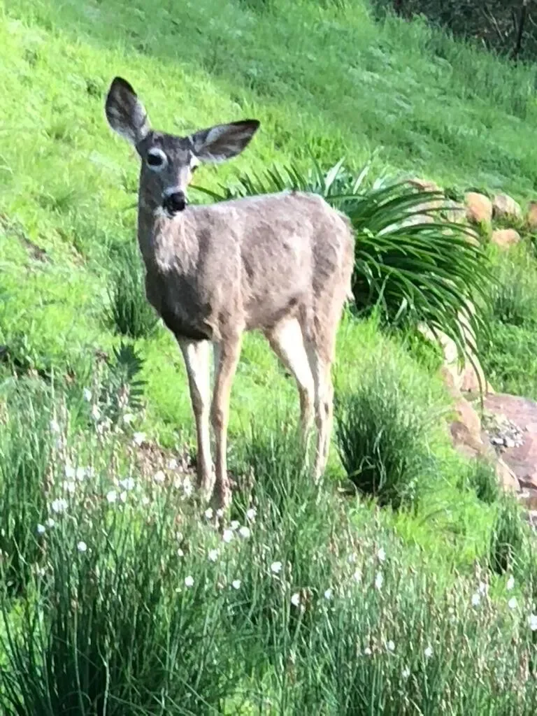 2600 Holly Road, Santa Barbara, California, United States. - Photo 73