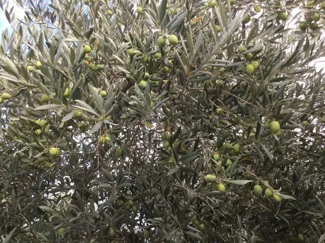 Manosque, Provence-Alpes-Côte d'Azur, France. - Photo 32