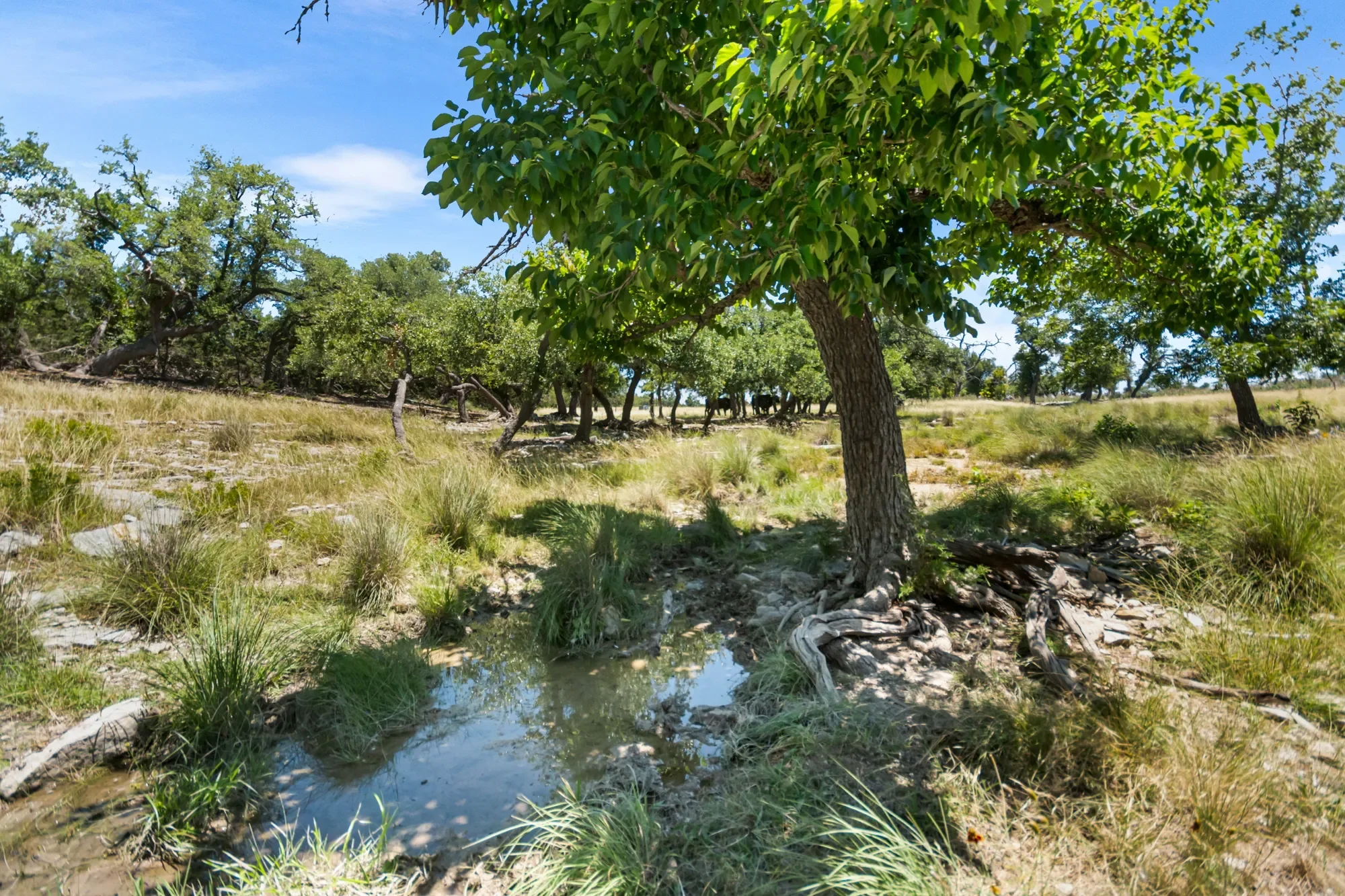 4369 Reeh-Weinheimer Road , Fredericksburg, TX 78624, Fredericksburg, Texas, United States. - Photo 7
