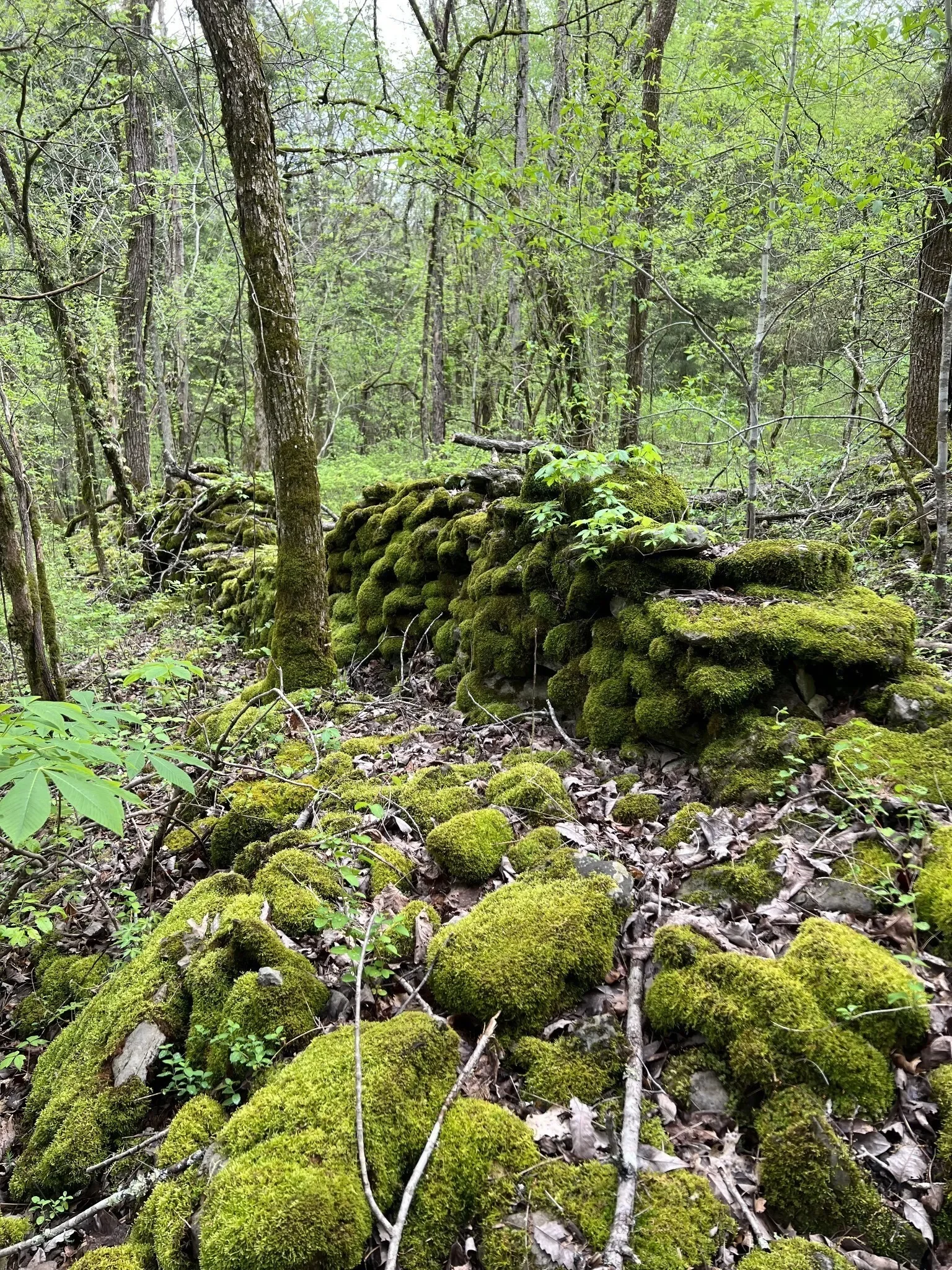 0 Huff Hollow Rd , Granville, TN 38564, Granville, Tennessee, United States. - Photo 16