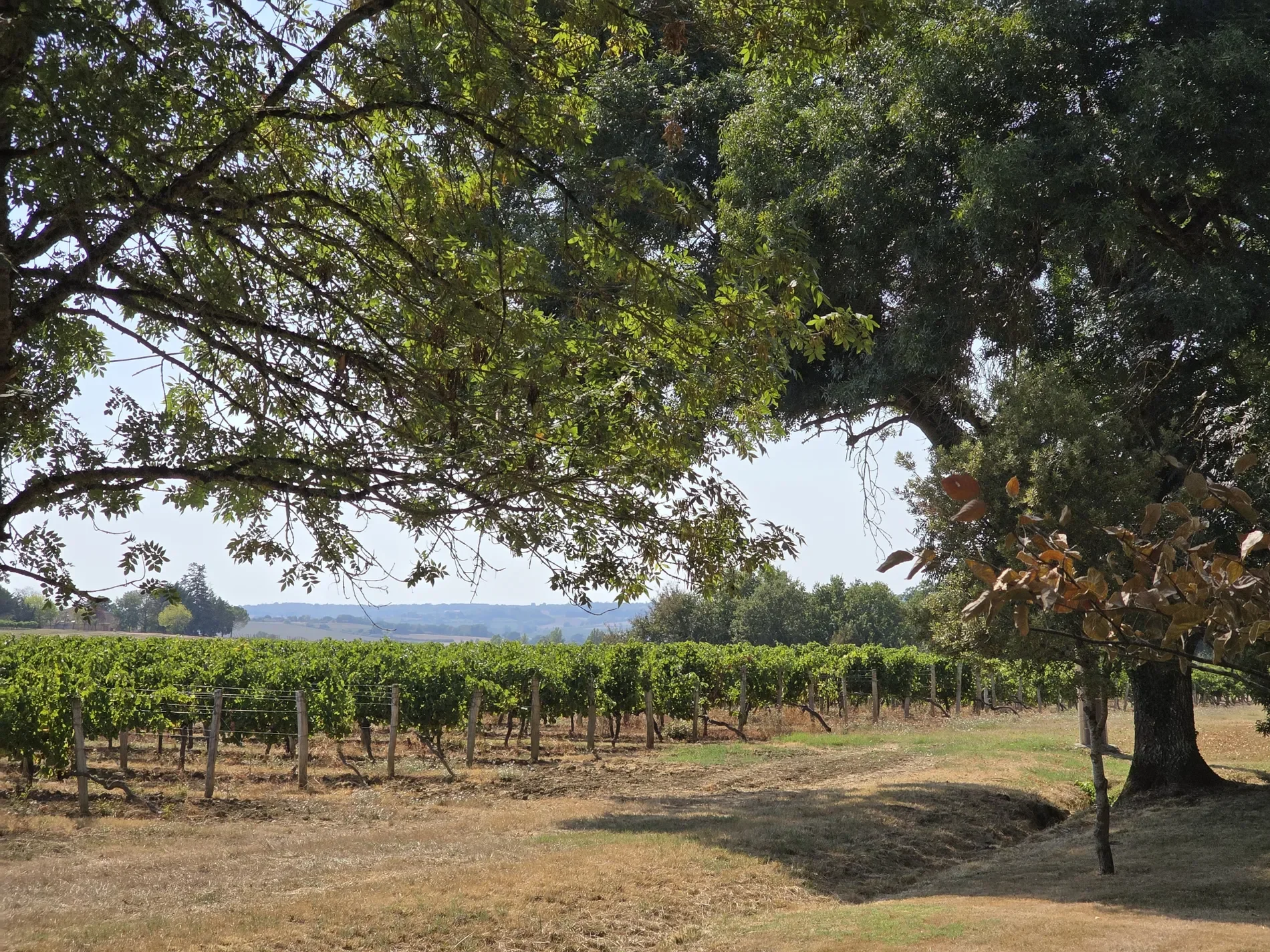 Larroque-sur-l'Osse, Occitanie, France. - Photo 22