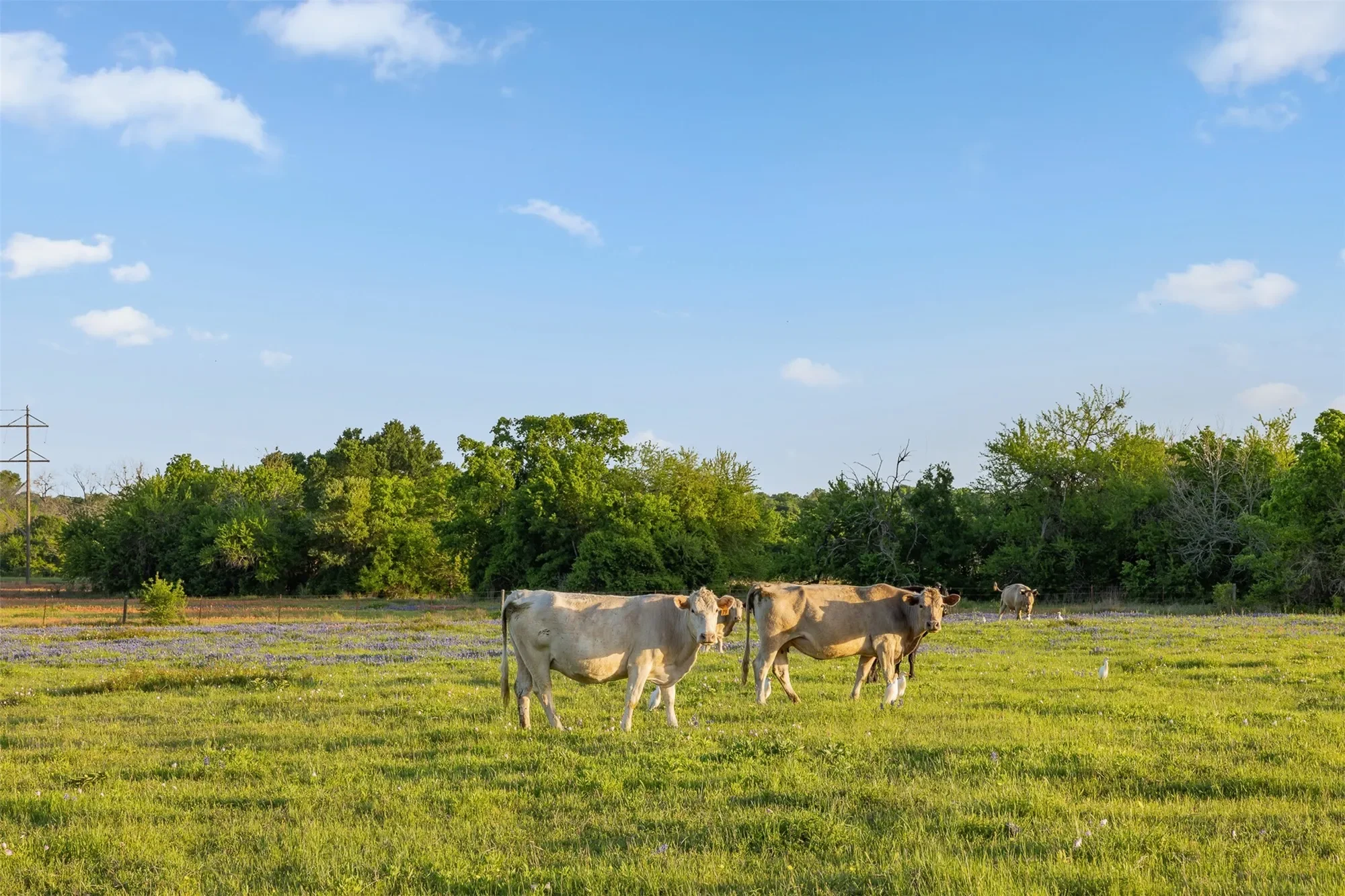 5107 Bovista Ranch Road, Navasota, TX 77868, Navasota, Texas, United States. - Photo 25