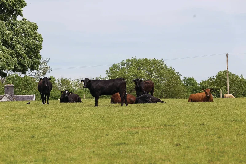 Sopwell Hall and Killaleigh Castle, Ballingarry, M E53 YN99, Curraghgloss, County Tipperary, Ireland. - Photo 18