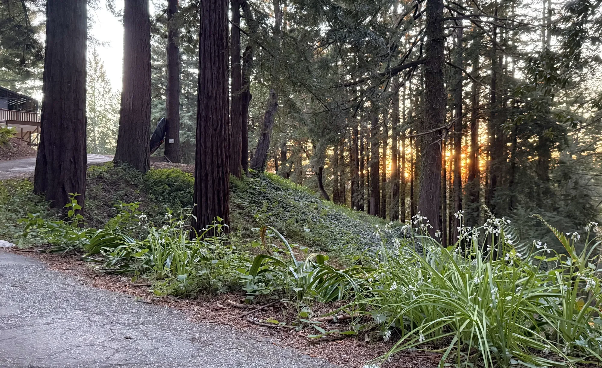 Charming Home Plus Workshop Nestled Among Redwoods!