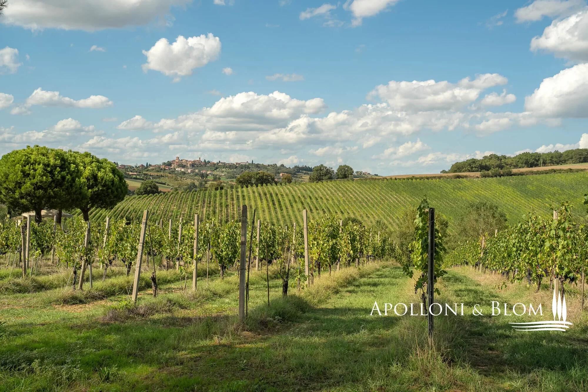 Via di Terra Rossa, Valiano, Tuscany, Italy. - Photo 29