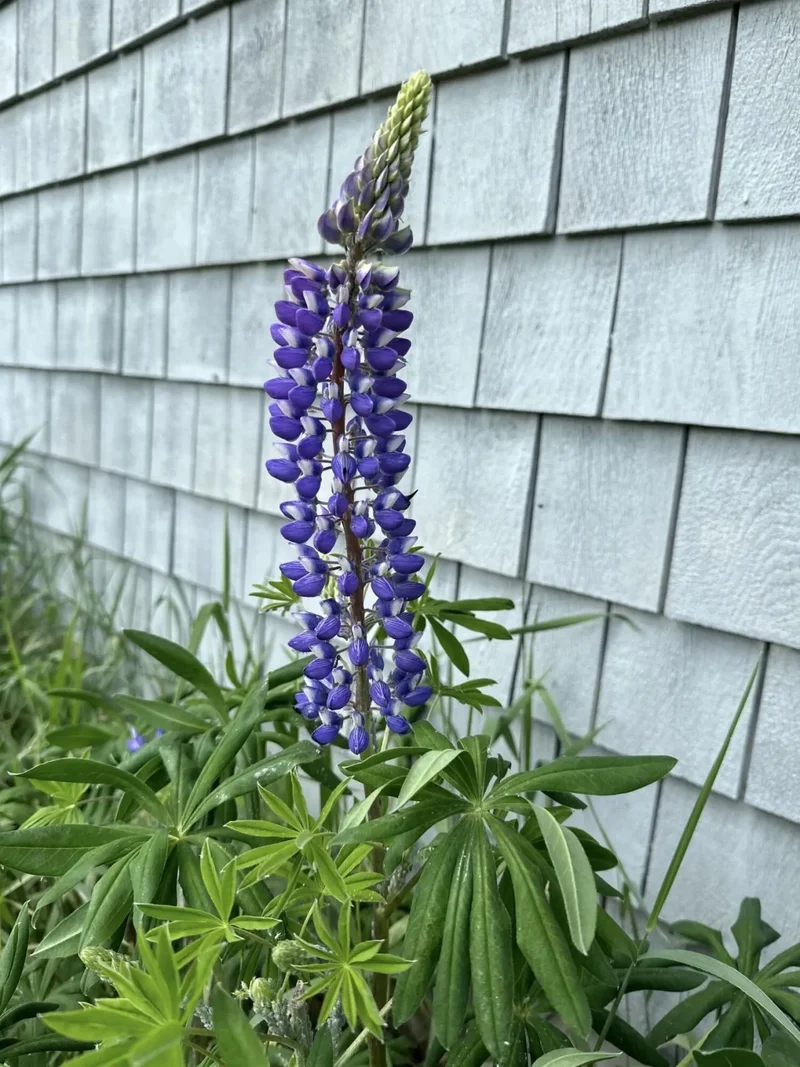 561 Bayside Road, Ellsworth, ME 04605, Trenton, Maine, United States. - Photo 113