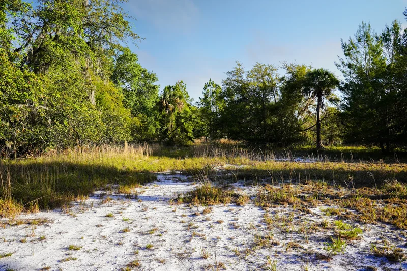 356 Drayton Island Rd , Georgetown, FL 32139, Georgetown, Florida, United States. - Photo 30