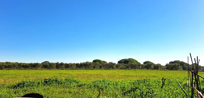 Sevilla, Mairena del Alcor, SEVILLA, Mairena del Alcor, Mairena del Alcor, Andalusia, Spain. - Photo 31