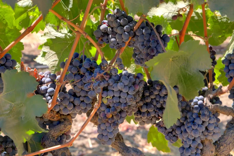 5444 Trubody Lane , Napa, CA 94558, Napa, California, United States. - Photo 73