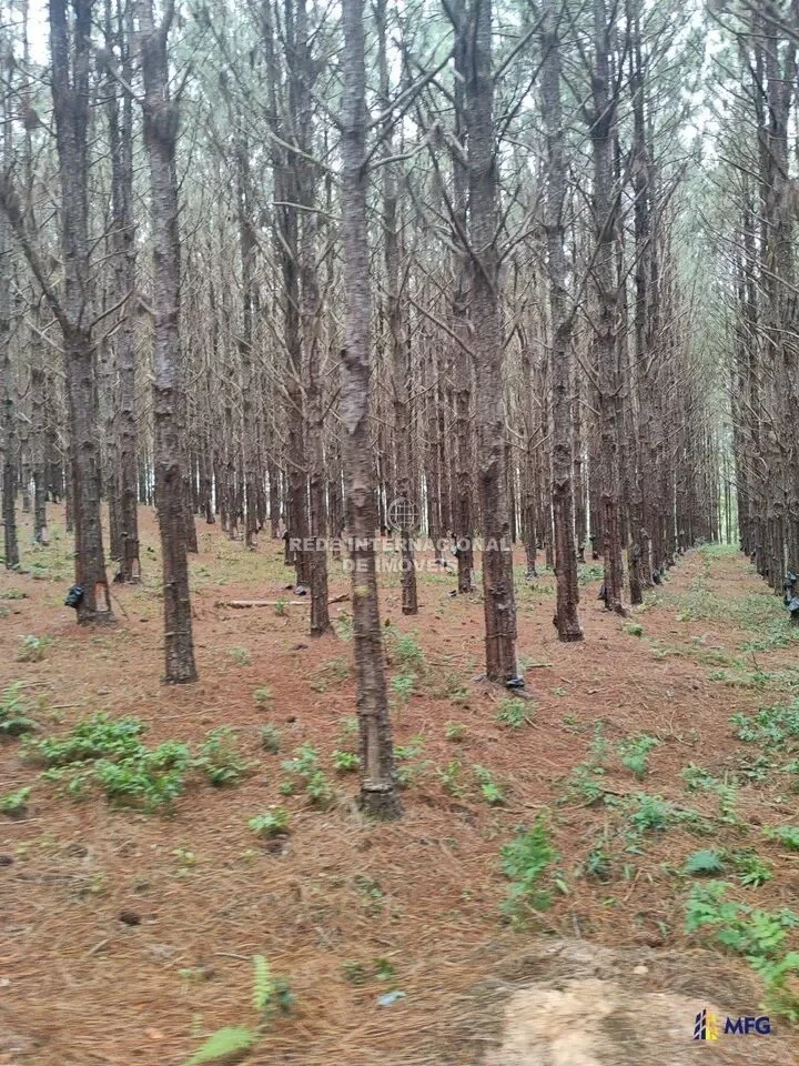 Ronco, State of Paraná, Brazil. - Photo 7