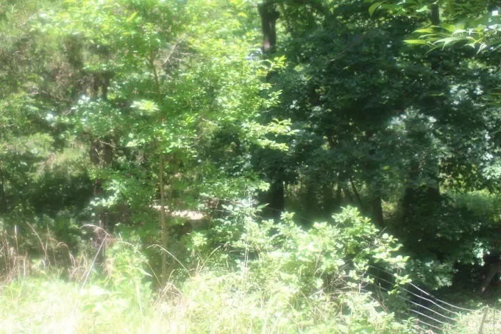 3176 S 170th Road, Polk, MO 65727, Bolivar, Missouri, United States. - Photo 58