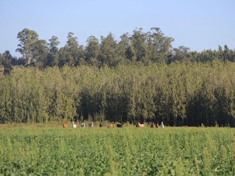 Cañada Grande, Canelones, Estación Pedrera, Canelones Department, Uruguay. - Photo 4