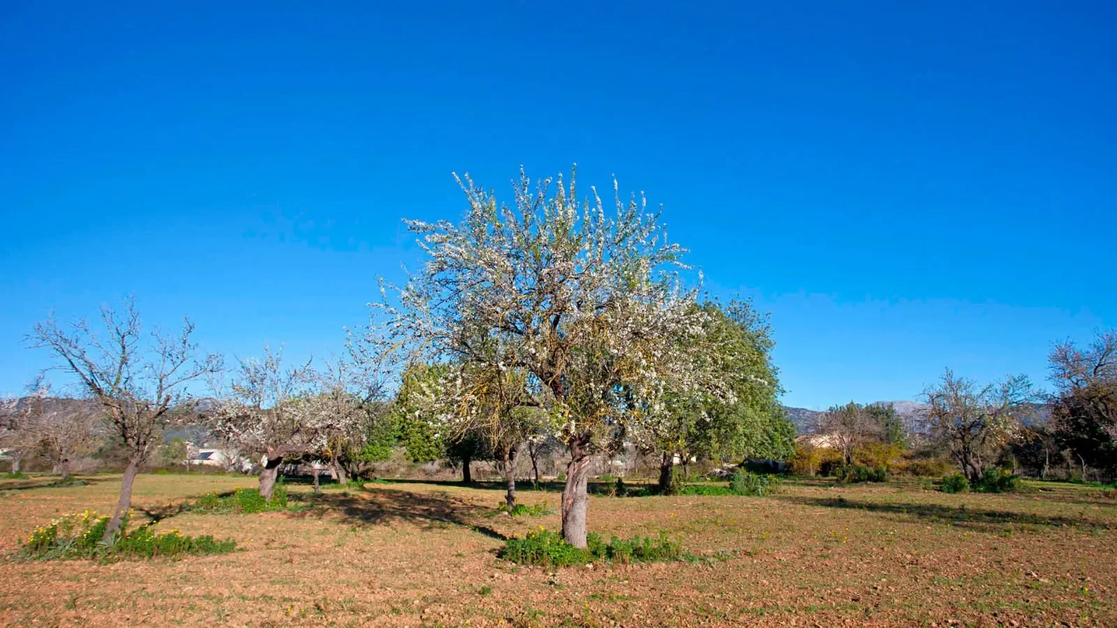 Selva, Baleares, Selva, Selva, Balearic Islands, Spain. - Photo 1