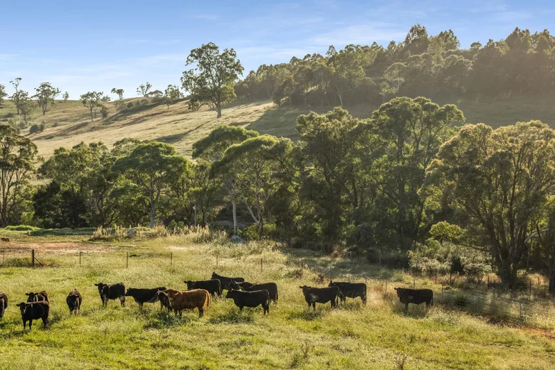 8022 Illawarra Highway, Sutton Forest, NSW, Sutton Forest, New South Wales, Australia. - Photo 21
