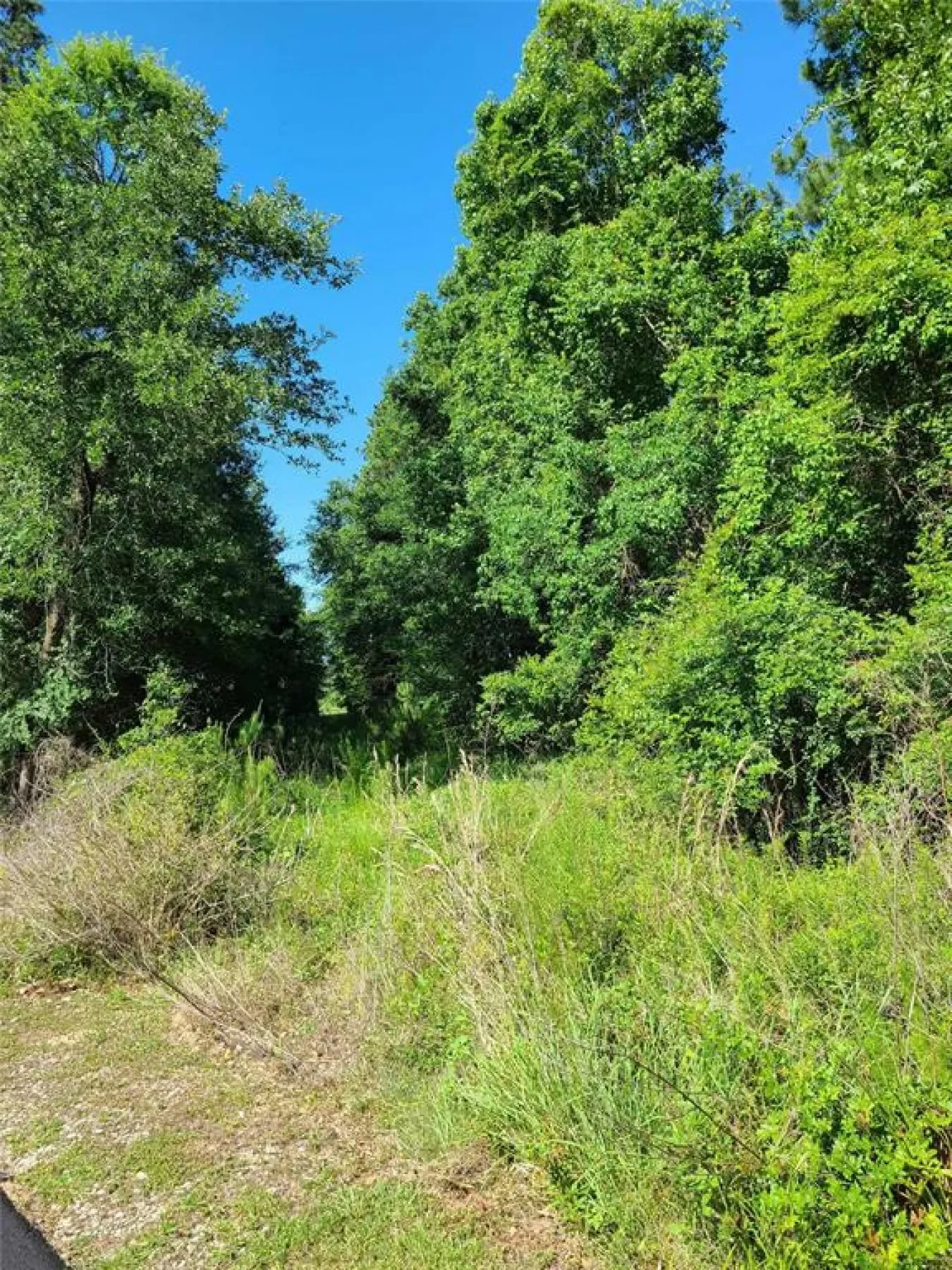 411 Springwood Drive, Conroe, Texas, United States. - Photo 7