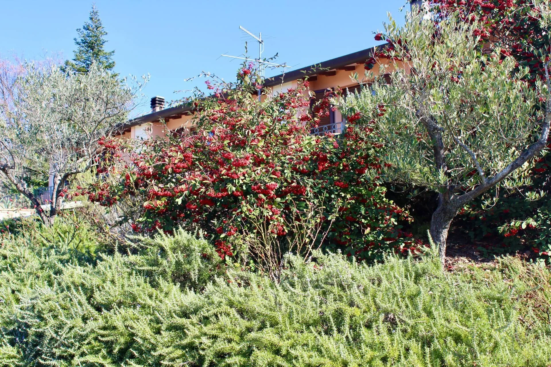Assisi, San Damiano, Umbria, Italy. - Photo 23