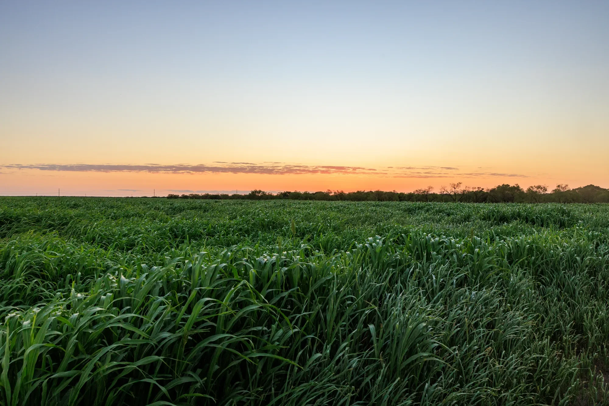 Brady Creek Ranch CR 3388, Melvin, TX 76858, Melvin, Texas, United States. - Photo 20