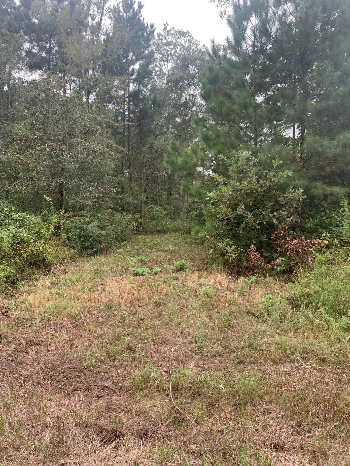 25572 Johnson Road, Montgomery, TX 77356, Montgomery, Texas, United States. - Photo 4