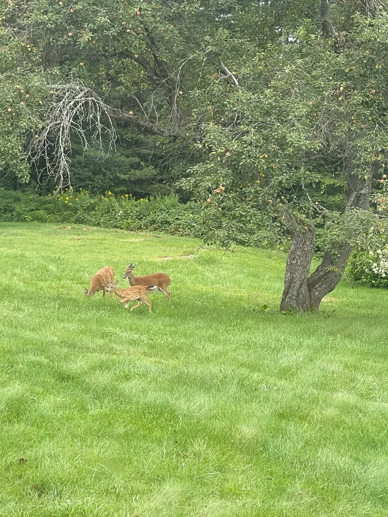 419 Baileys Mill Road, Reading, VT 05062, Reading, Vermont, United States. - Photo 65