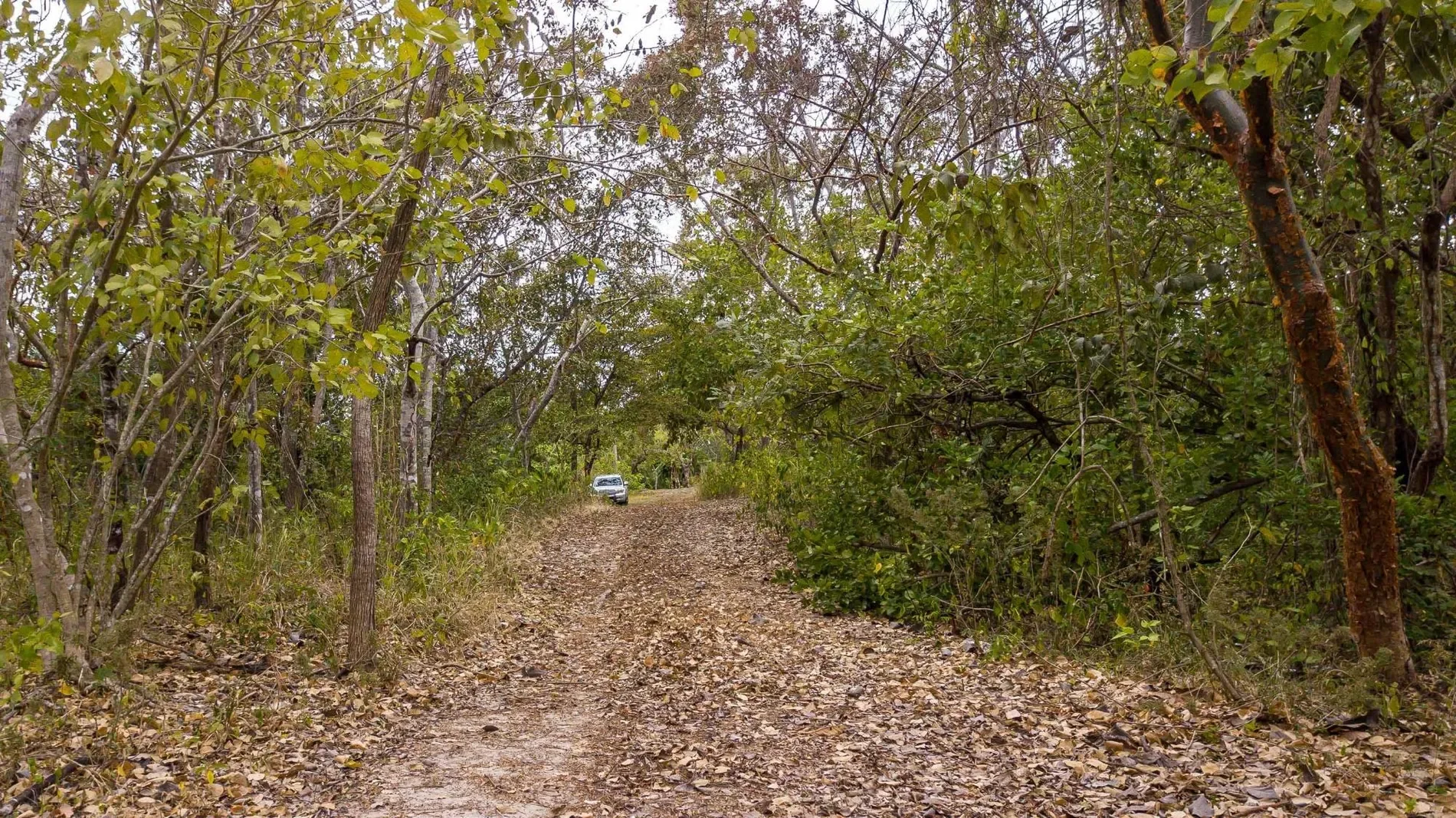 Las Uvas, Panama, Panama. - Photo 6