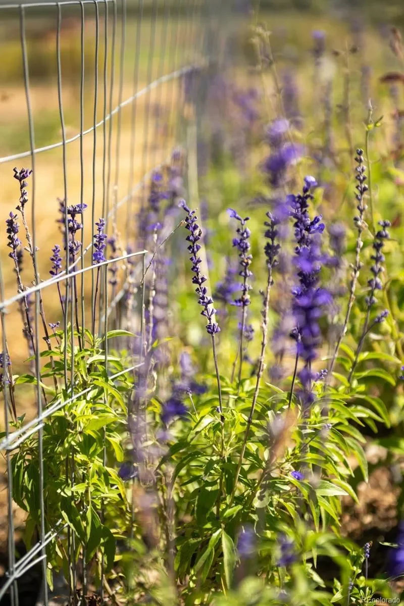 5952 Oxford Road, Longmont, Colorado, United States. - Photo 38