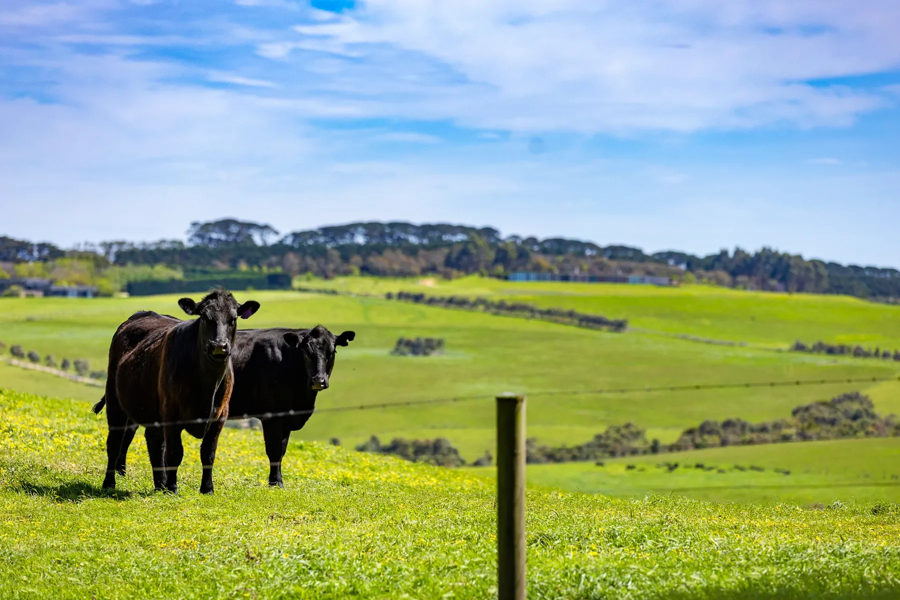 Gallery photo 10