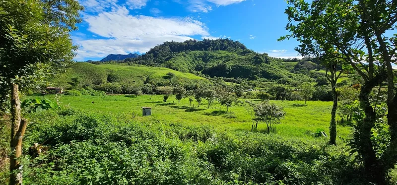Boquerón  CORDILLERA ARRIBA, VOLCÁN, Cordillera, Chiriquí Province, Panama. - Photo 19