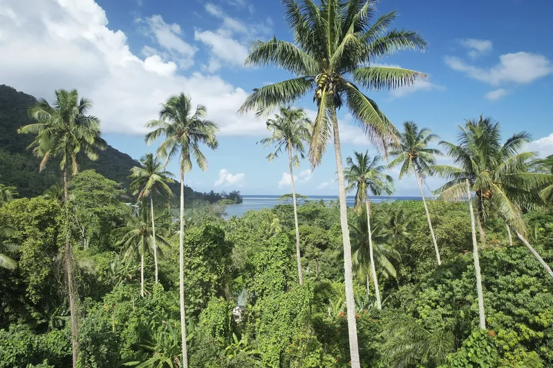 TEAVARO, 98728, Moorea-Maiao, French Polynesia. - Photo 2