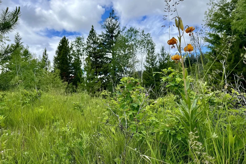 1000 Halfway Lake Road, Princeton, BC V0X 1W0, Thalia, British Columbia, Canada. - Photo 70