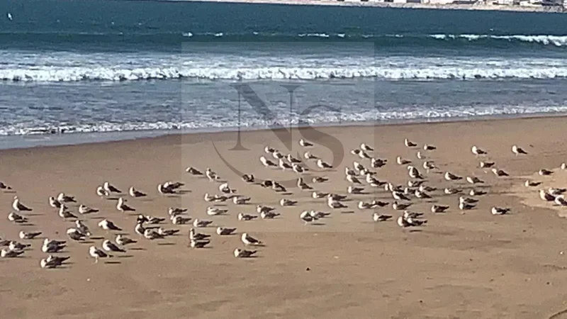 Inezgane, Souss-Massa, Morocco. - Photo 2