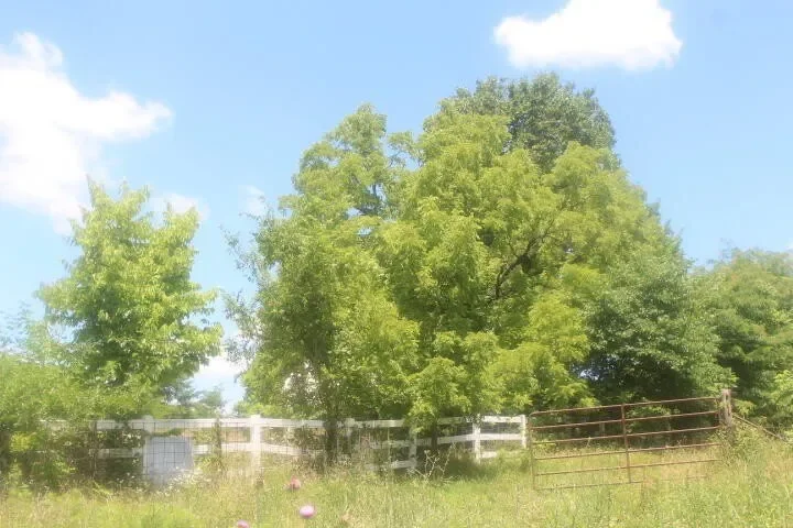 3176 S 170th Road, Polk, MO 65727, Bolivar, Missouri, United States. - Photo 17
