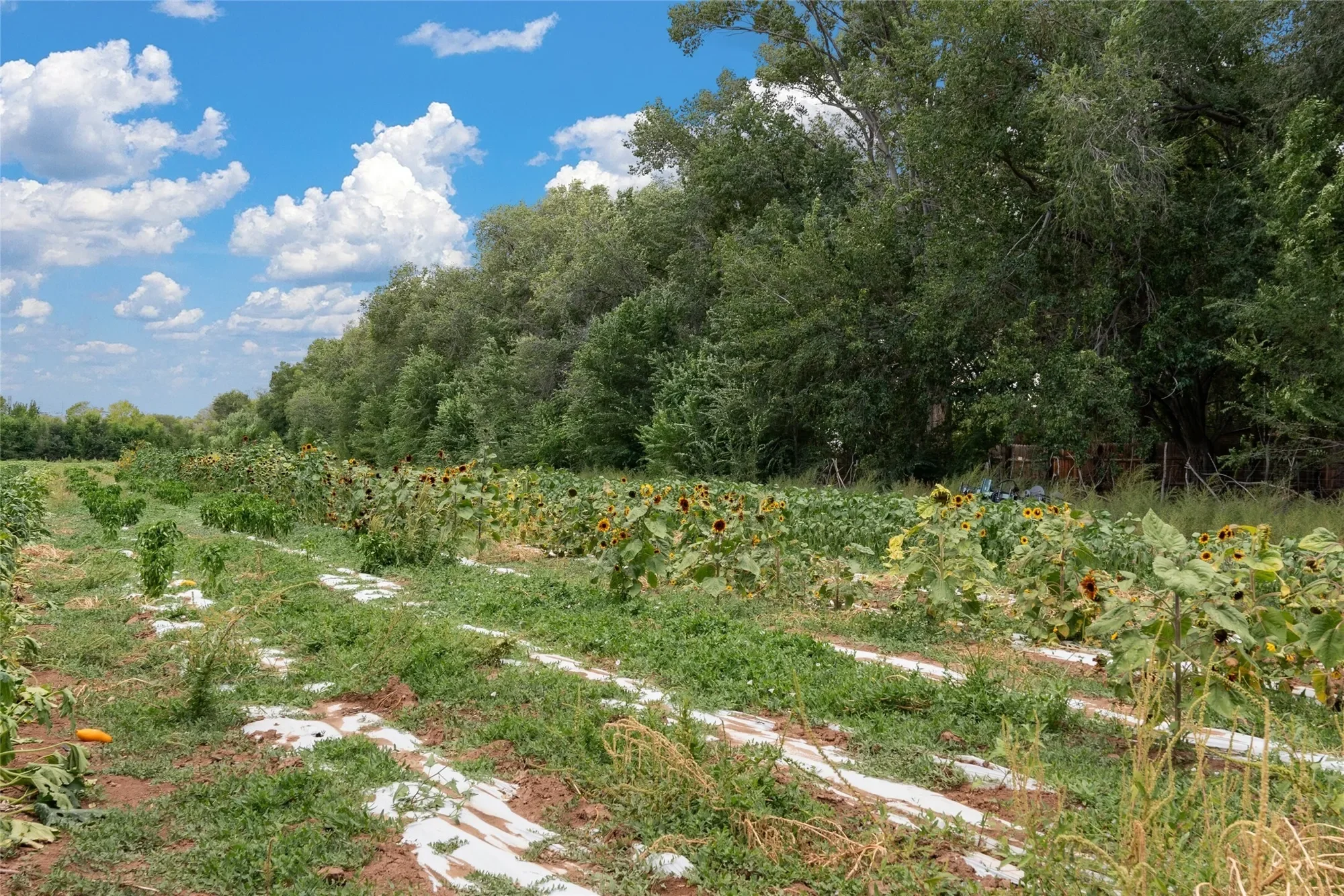 0 Wallace Lane, Corrales, NM 87048, Corrales, New Mexico, United States. - Photo 14