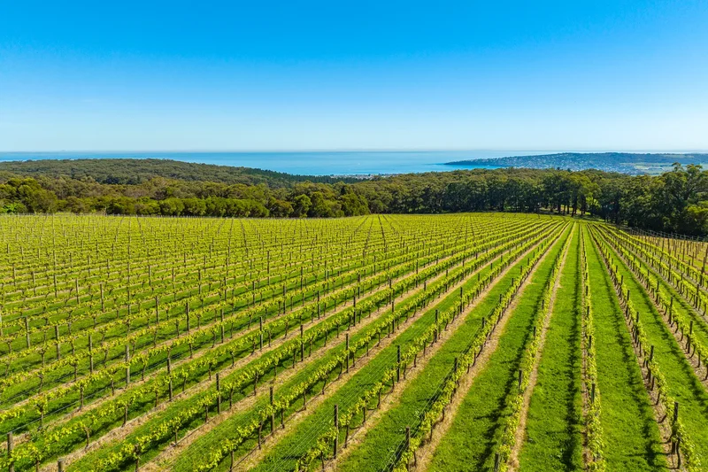 380-396 Arthurs Seat Road, Red Hill, VIC 3937, Red Hill, Victoria, Australia. - Photo 11