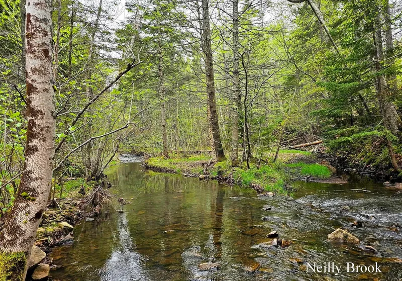 12812 Shore Road, Moshers Corner, Nova Scotia, Canada. - Photo 36