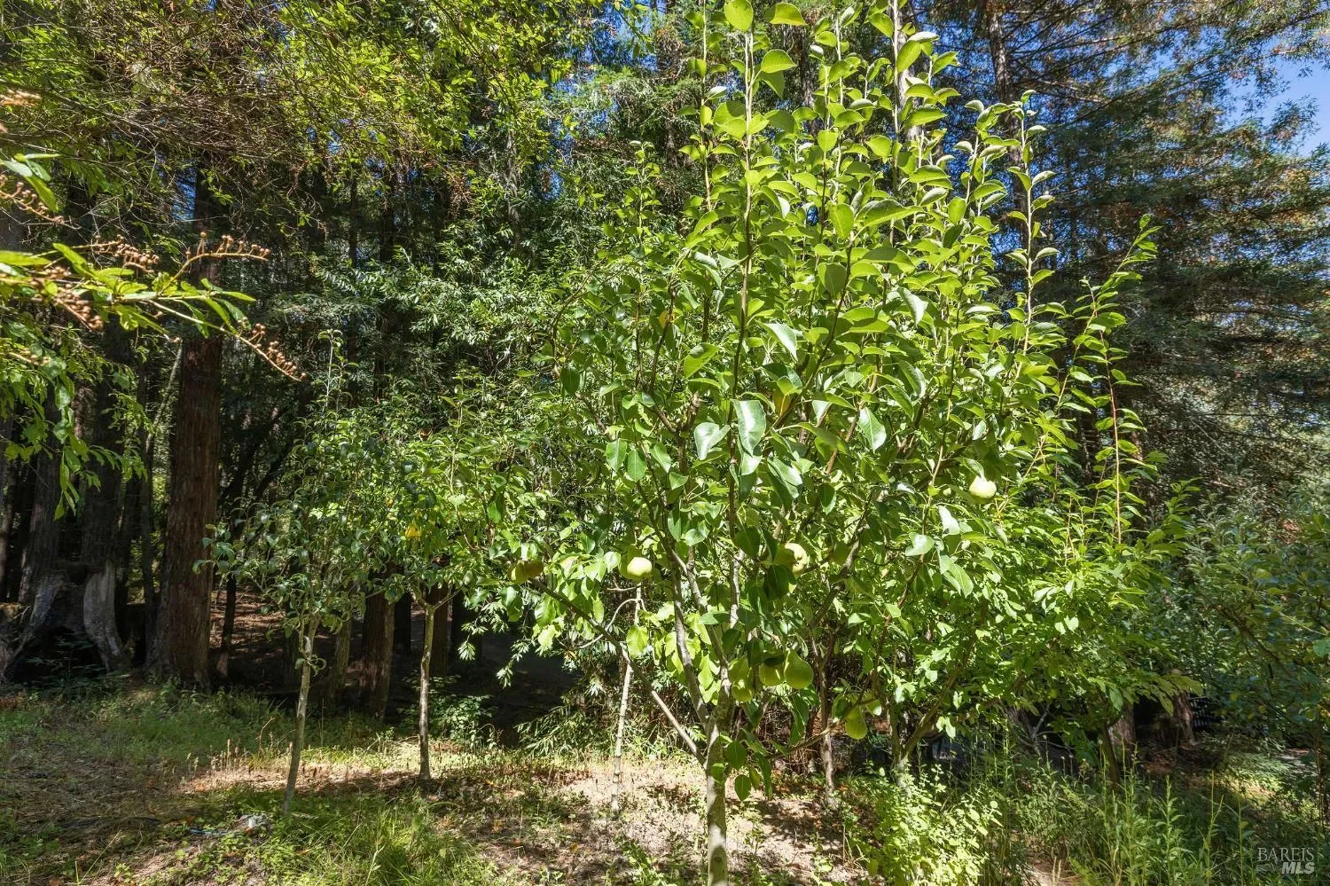 17970 Duncan Road, Guerneville, CA, 95446, USA, Guerneville, California, United States. - Photo 52