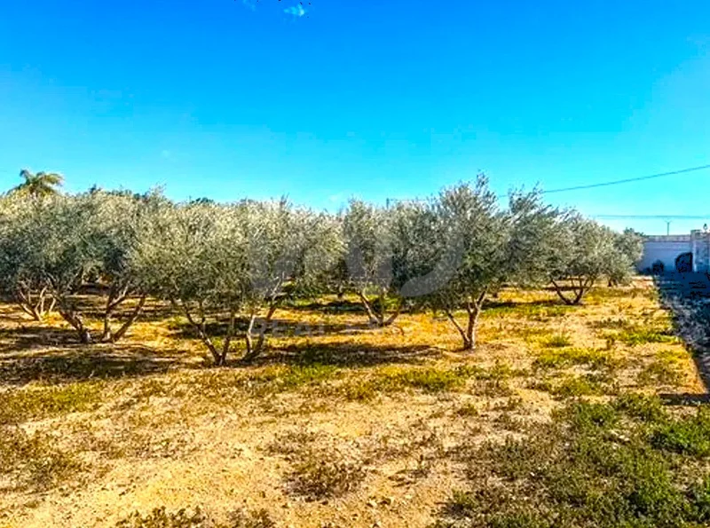 Campo de alicante, Communidad Valencia, Mutxamel, Valencian Community, Spain. - Photo 18