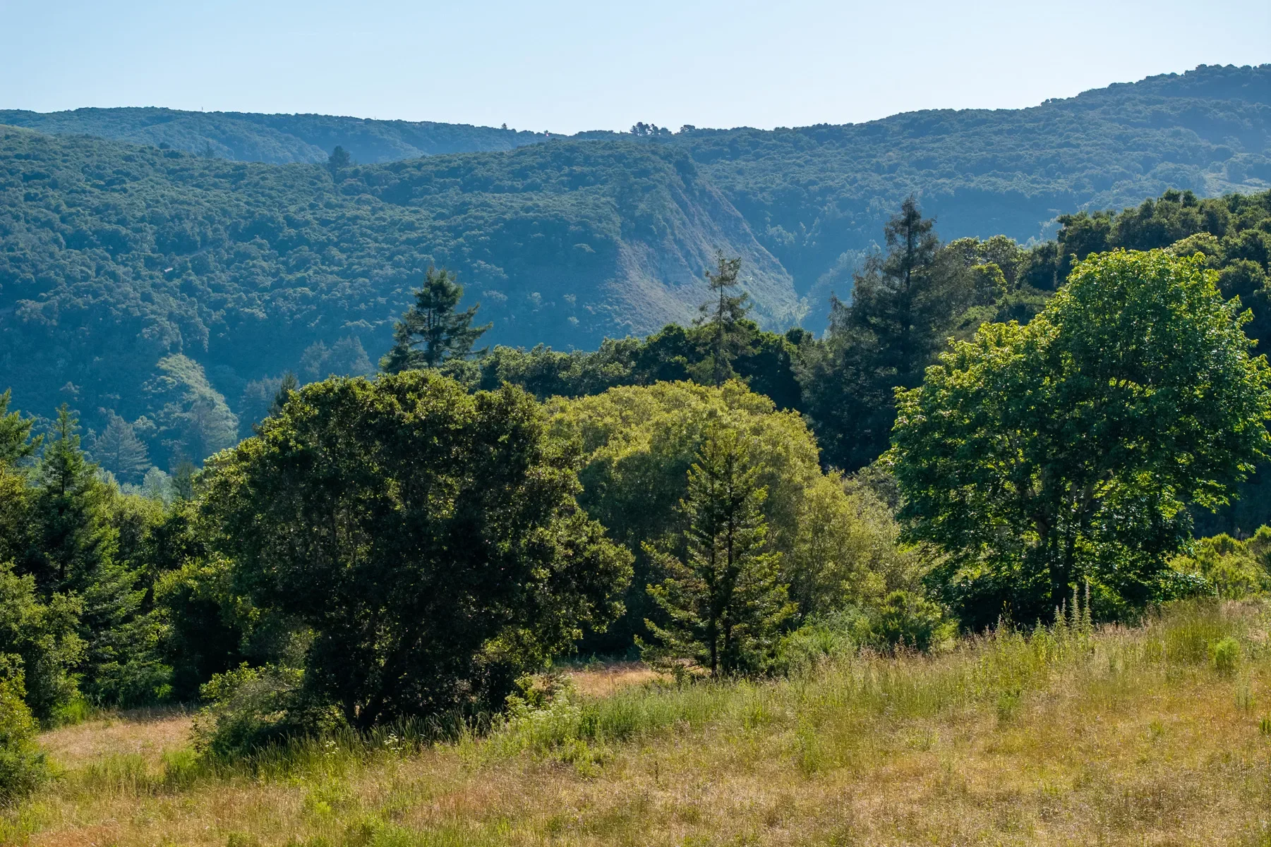 15 Potrero Trail (Lot 188), Carmel, CA 93923, Carmel-by-the-Sea, California, United States. - Photo 5
