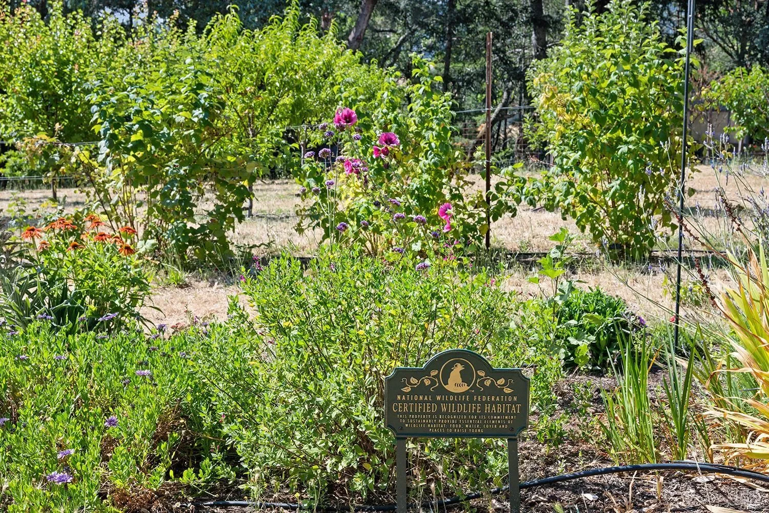 4395 Pine Flat Road, Healdsburg, CA, 95448, USA, Healdsburg, California, United States. - Photo 33