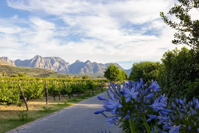 Paarl, Western Cape, South Africa. - Photo 58