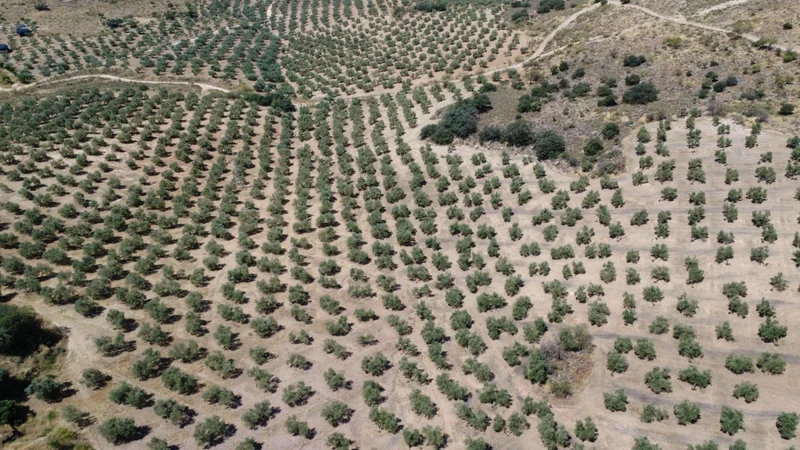 Andalucia, Loja, GRANADA, Loja, Loja, Andalusia, Spain. - Photo 78