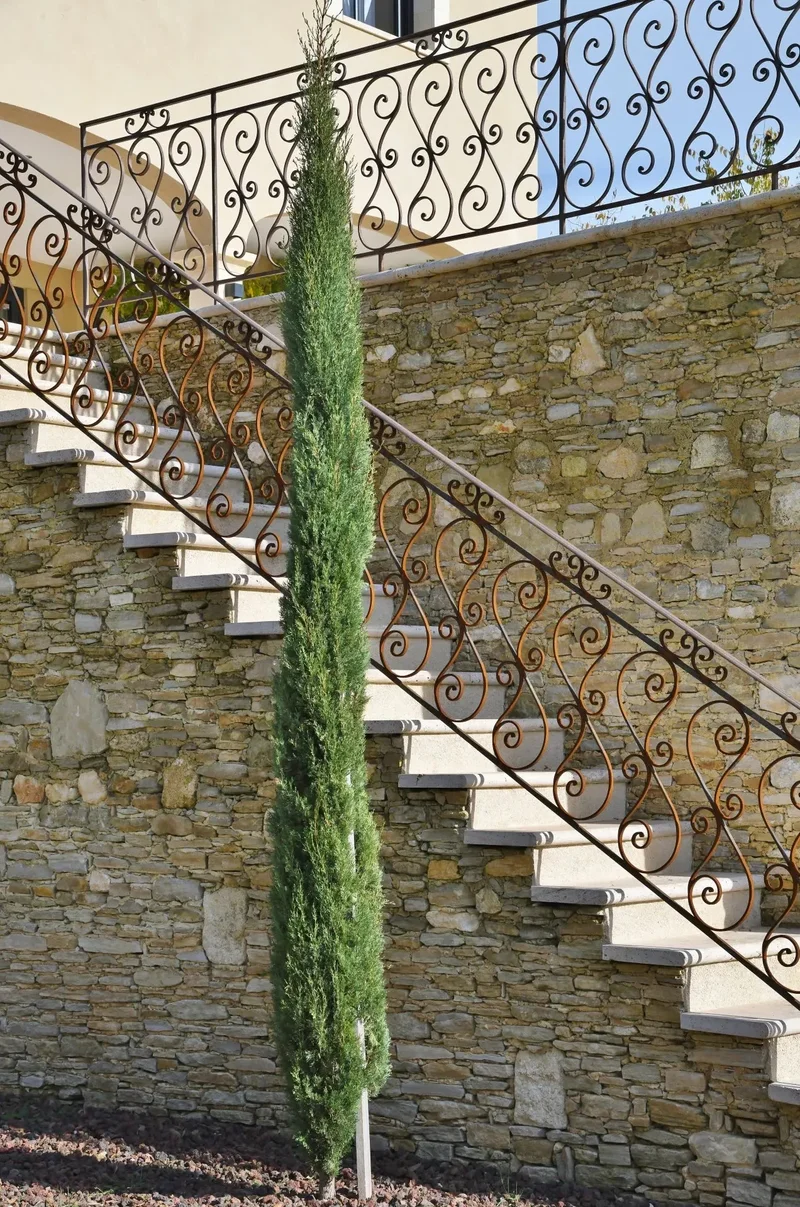 Saint-Maximin, Occitanie, France. - Photo 19