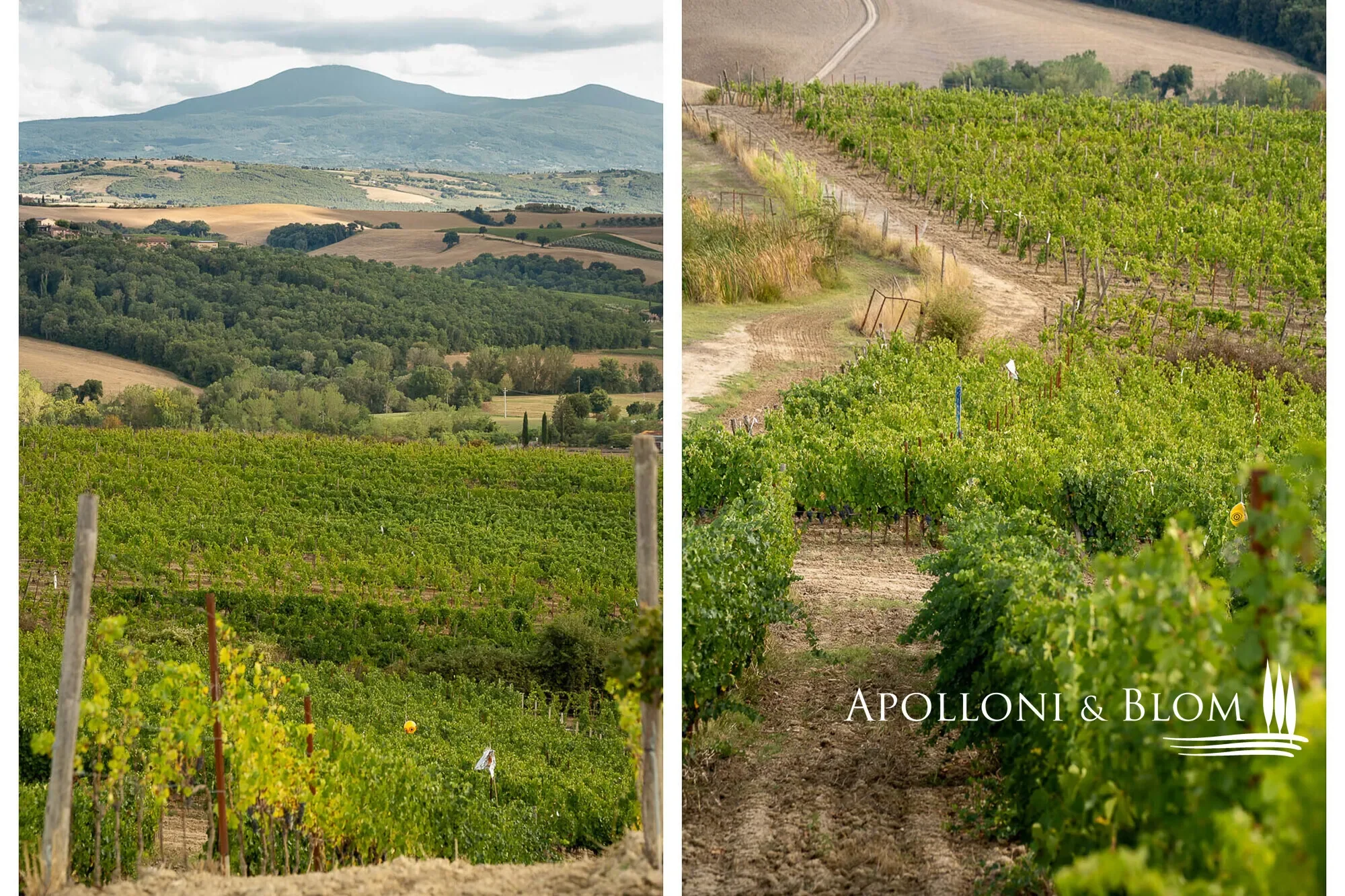 SP 14, Tuscany, Italy. - Photo 2